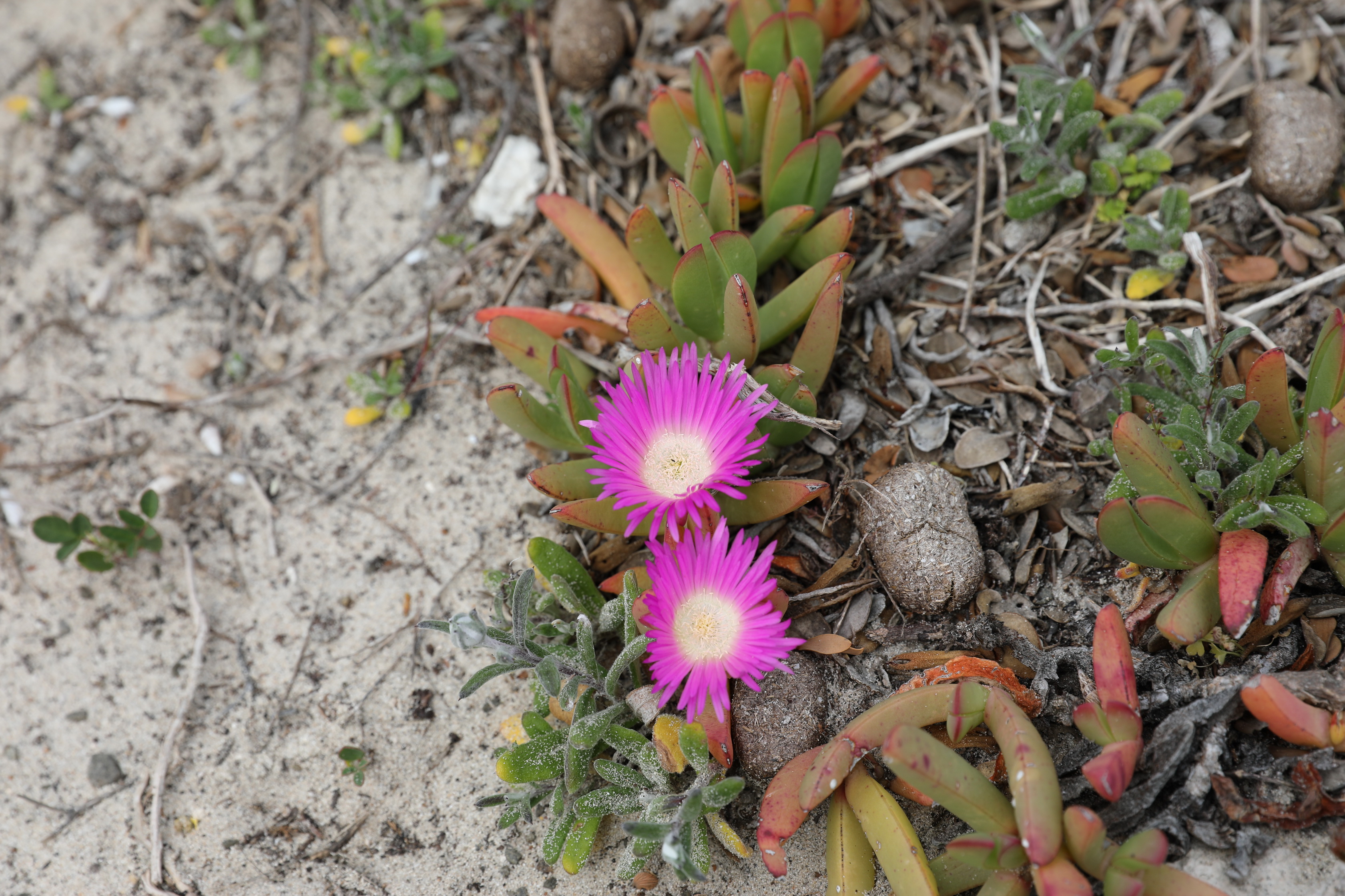 2019 09 29 13 31 55 Canon EOS 5D Mark IV 0033